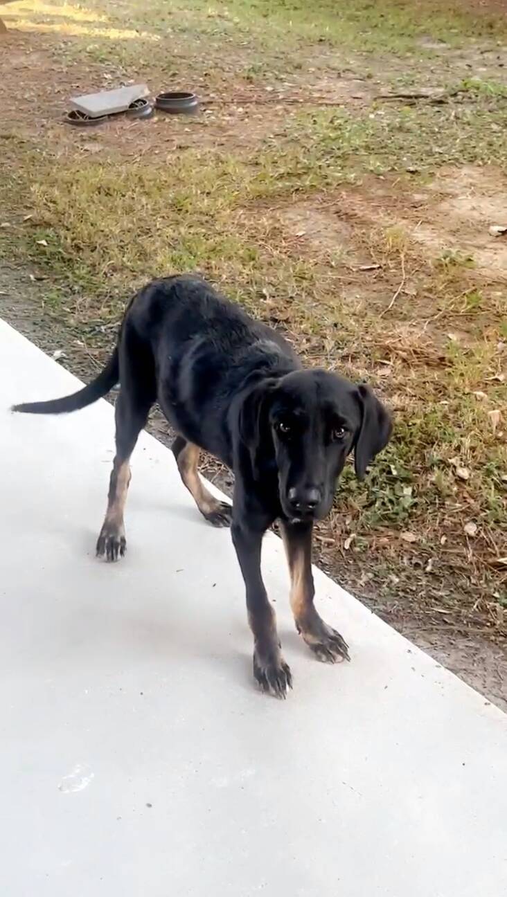 Stray Dogs Sleep On Porch Of Woman's Airbnb For 4 Days Until She Adopts Them All
