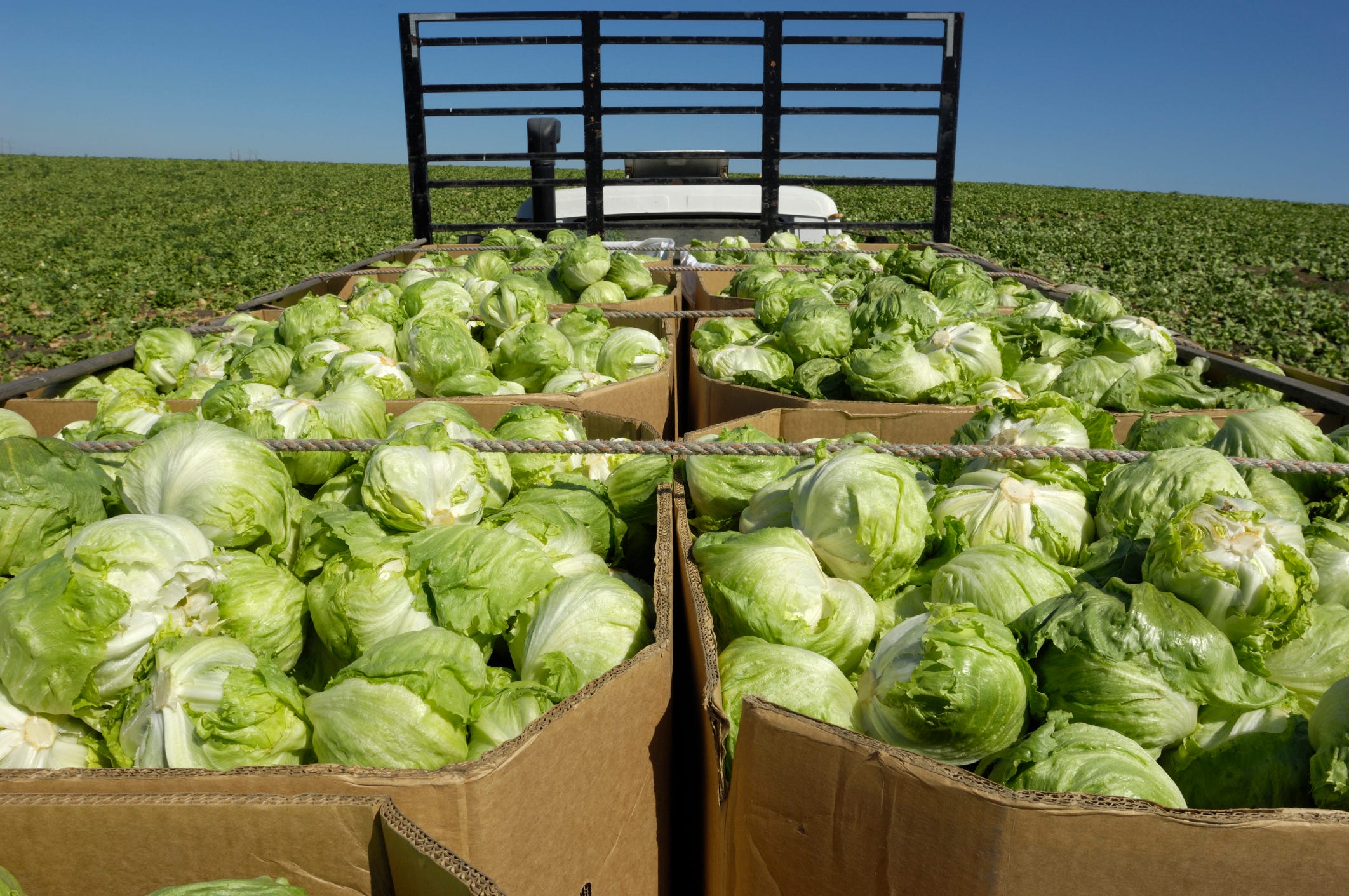Taylor Farms cyclospora outbreak: Is your lettuce affected?