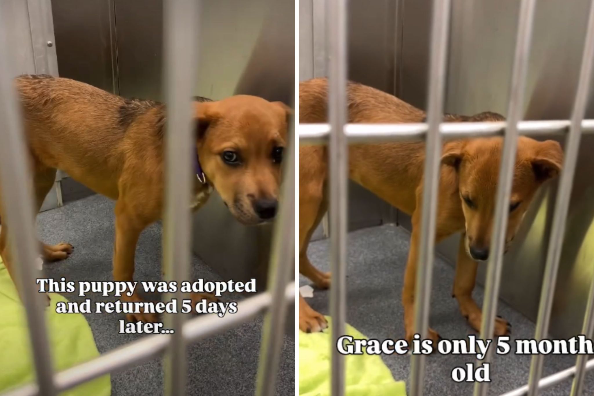 Puppy scared in shelter