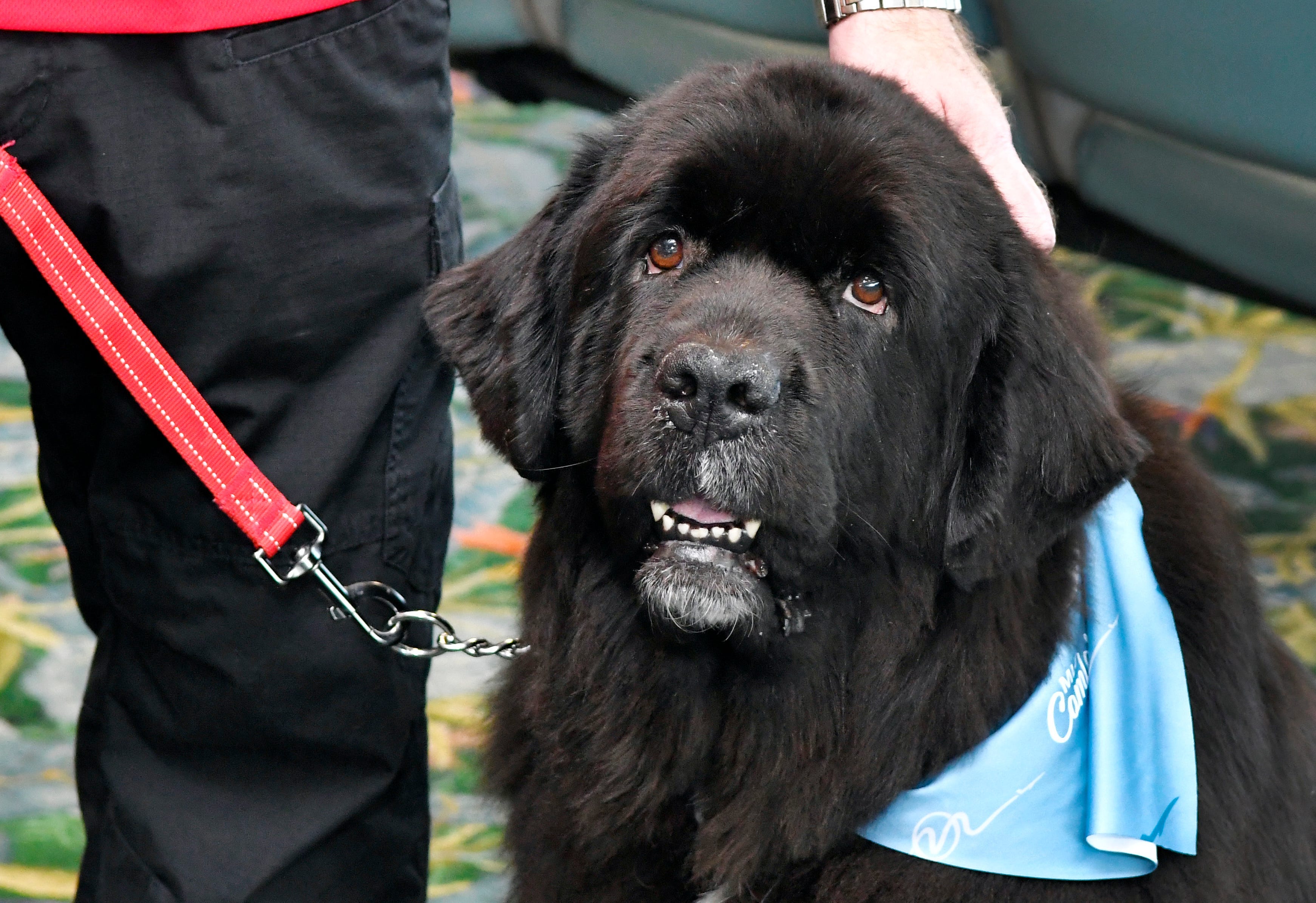 Best pictures of the wondrous, water-loving Newfoundland dogs