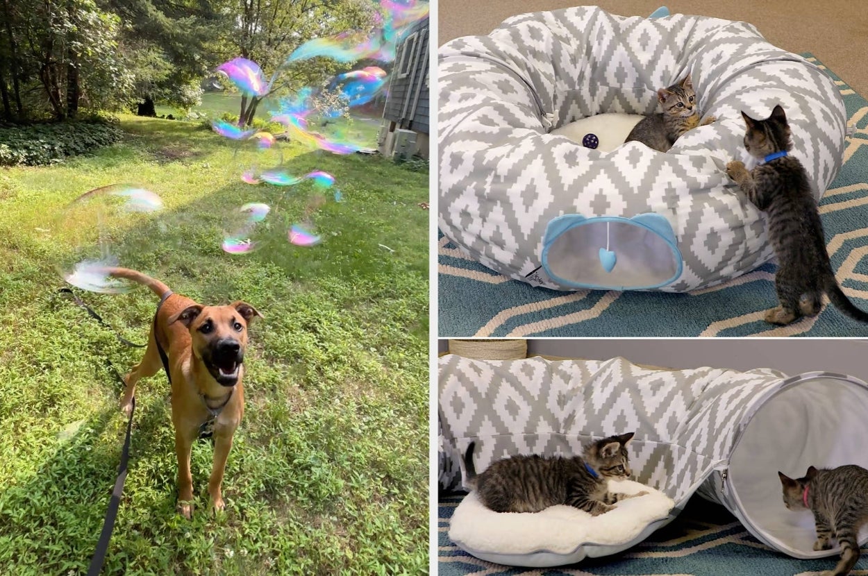 27 Things From Petco It's Officially Time For You To Try