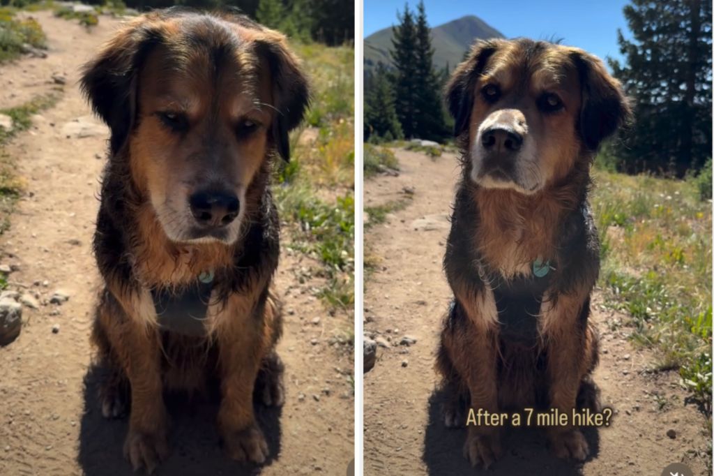Golden mountain dog