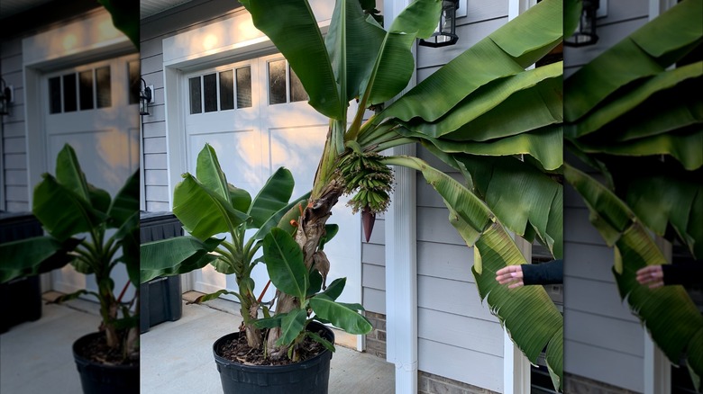 Can You Really Grow Bananas From Seed? Here's What To Know
