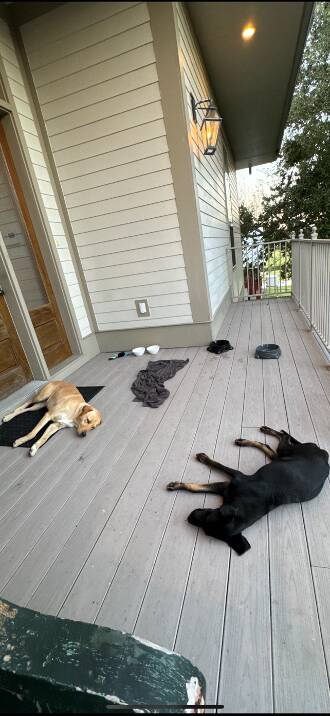 Stray Dogs Sleep On Porch Of Woman's Airbnb For 4 Days Until She Adopts Them All
