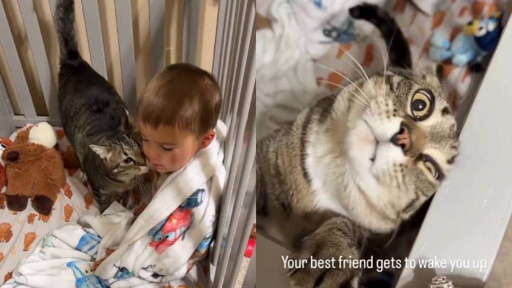 Cat's Morning Ritual With Toddler in Crib Is Too Adorable to Miss