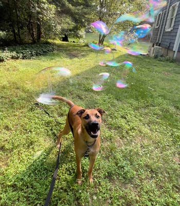 Dog on a leash in a grassy yard, looking up at soap bubbles floating in the air