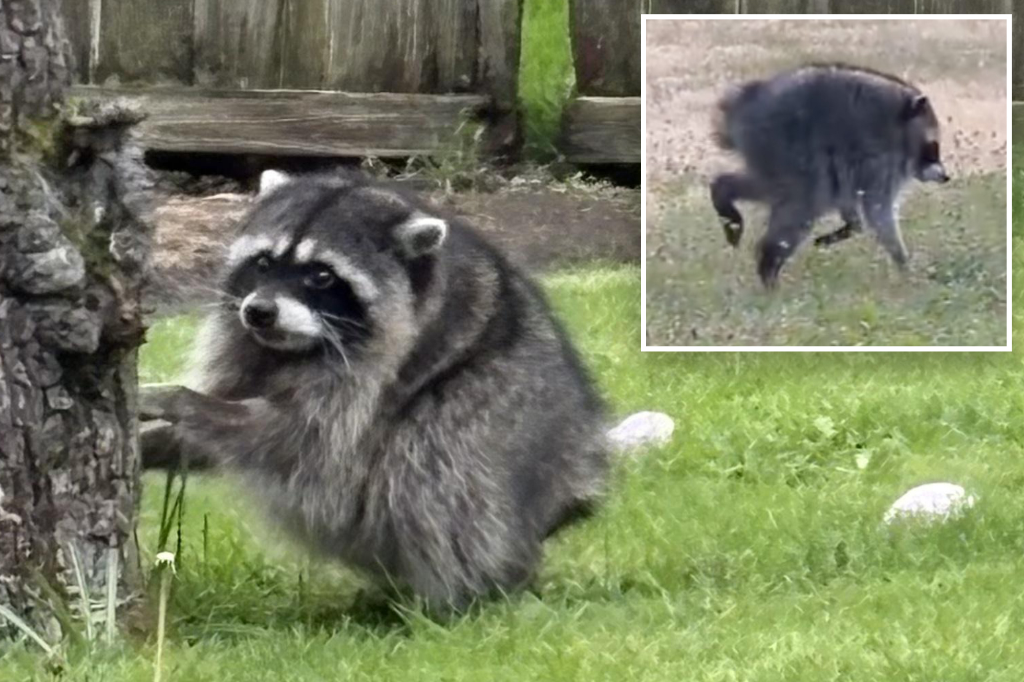 The ‘sad’ truth about Jimothy, Seattle’s uber-viral mutant raccoon with a short spine