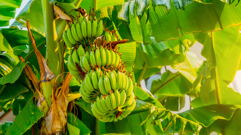 Can You Really Grow Bananas From Seed? Here's What To Know
