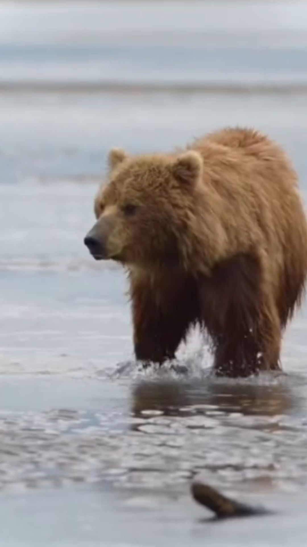 brown-bear-facts-and-conservation-efforts-to-protect-the-species
