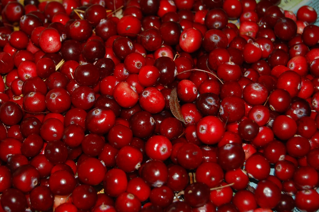 Why the best cranberry harvests rely on a simple "bounce test"