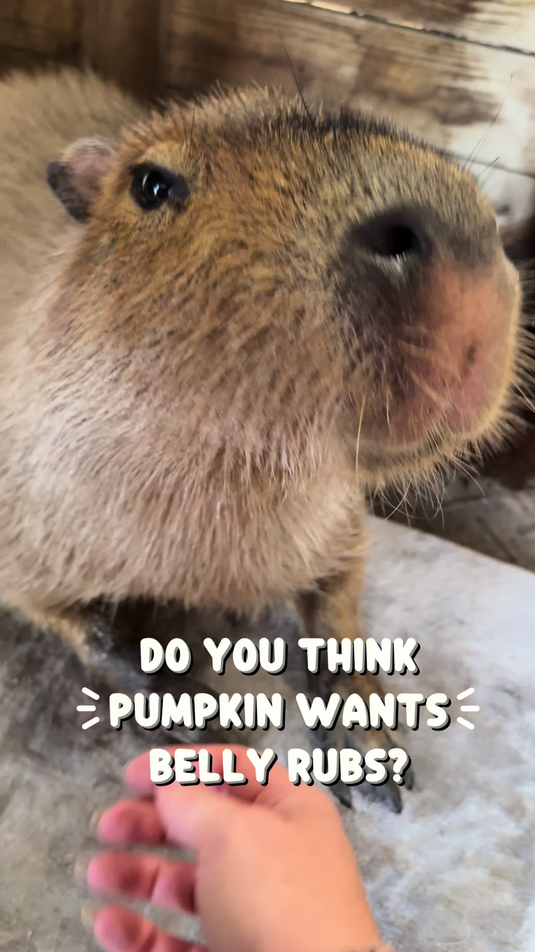 Understanding capybara behavior through daily social moments