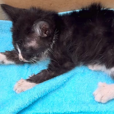 家の前で捨てられ、衰弱した子猫を『犬が教育した』結果→なぜか『犬化』して…影響を受け過ぎた『まさかの光景』が70万再生「なんて愛情深い」