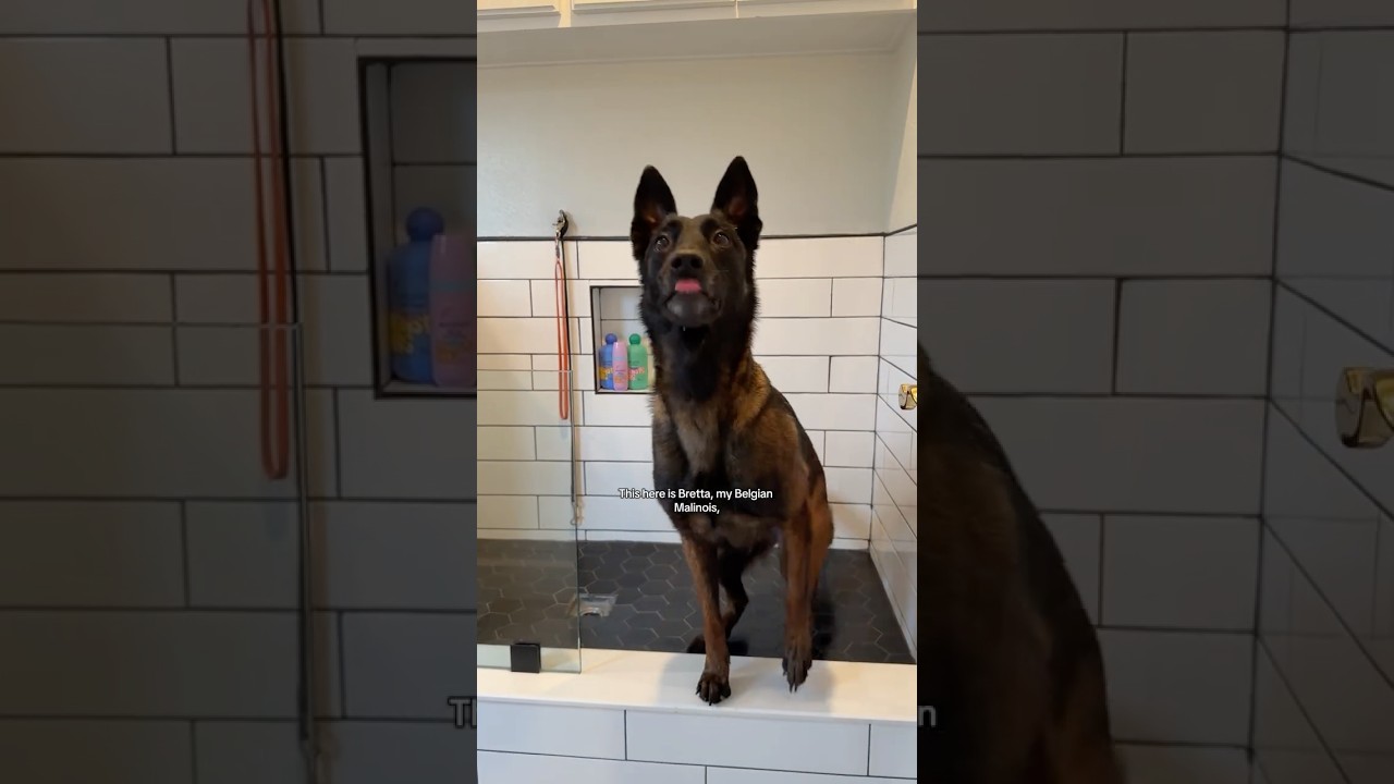 Fun bath time routine: Grooming a beautiful Malinois dog