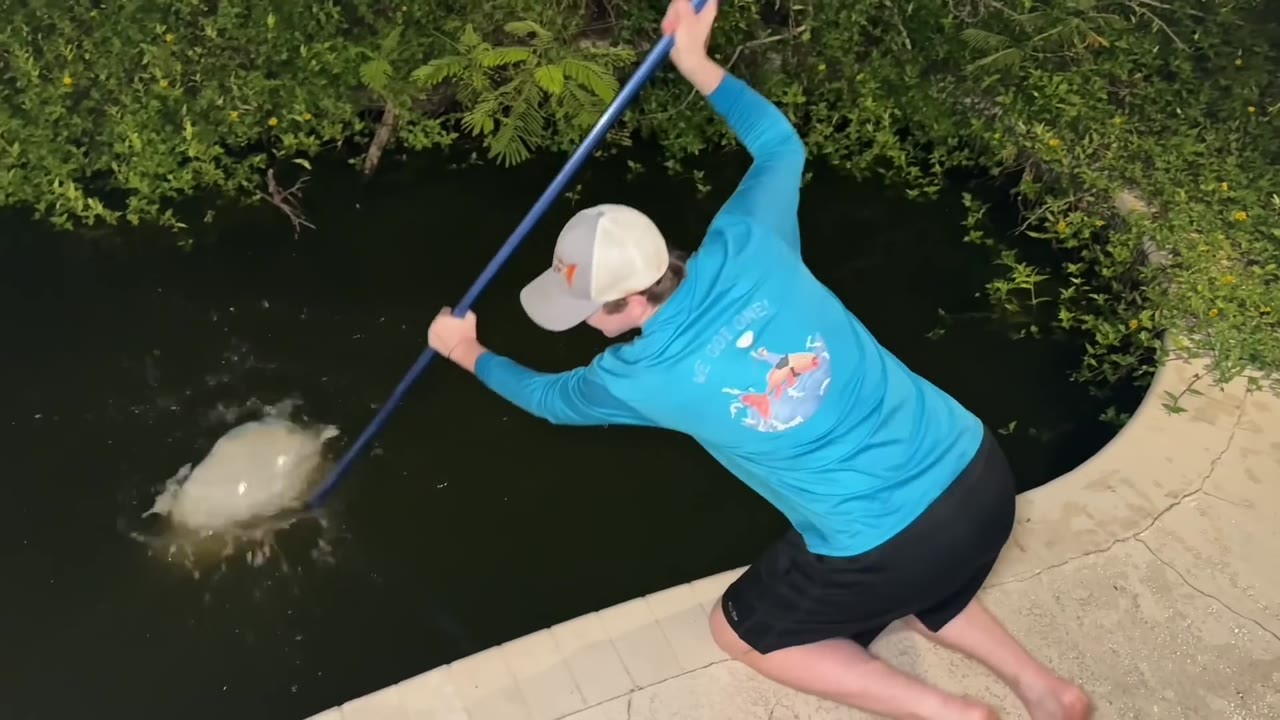Dead fish kept surfacing with bite marks - then an overnight trap ...