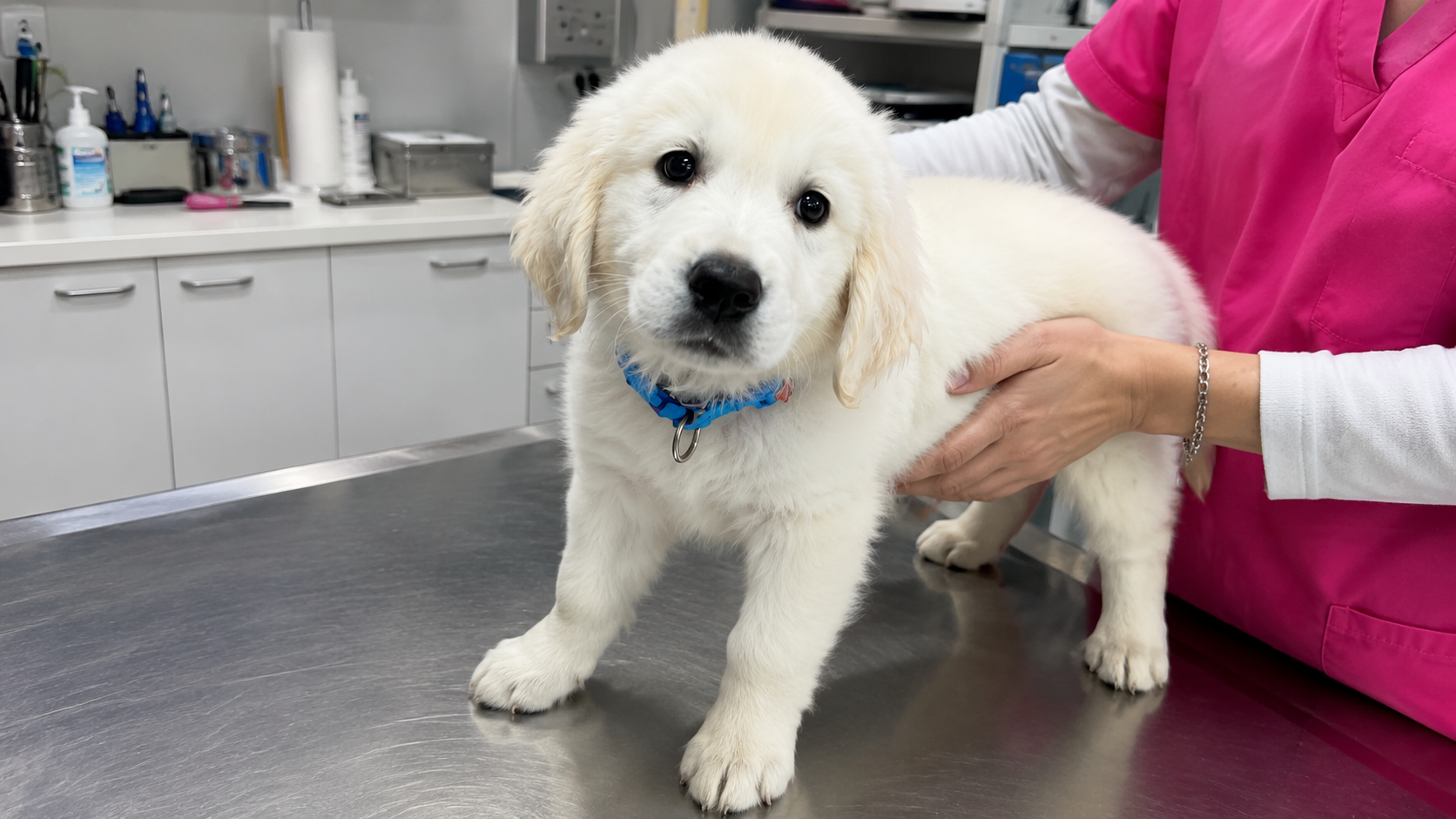 Tiny golden retriever meets the vet for the first time