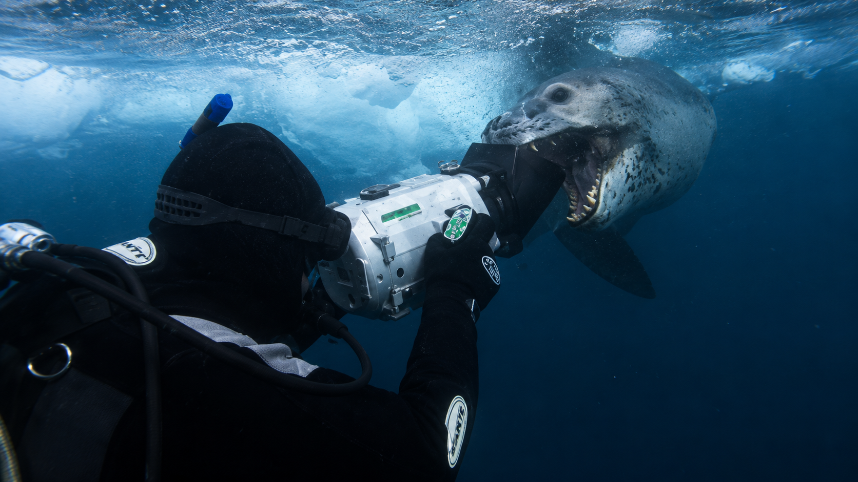 This leopard seal killed a 28-year-old researcher as her colleagues ...