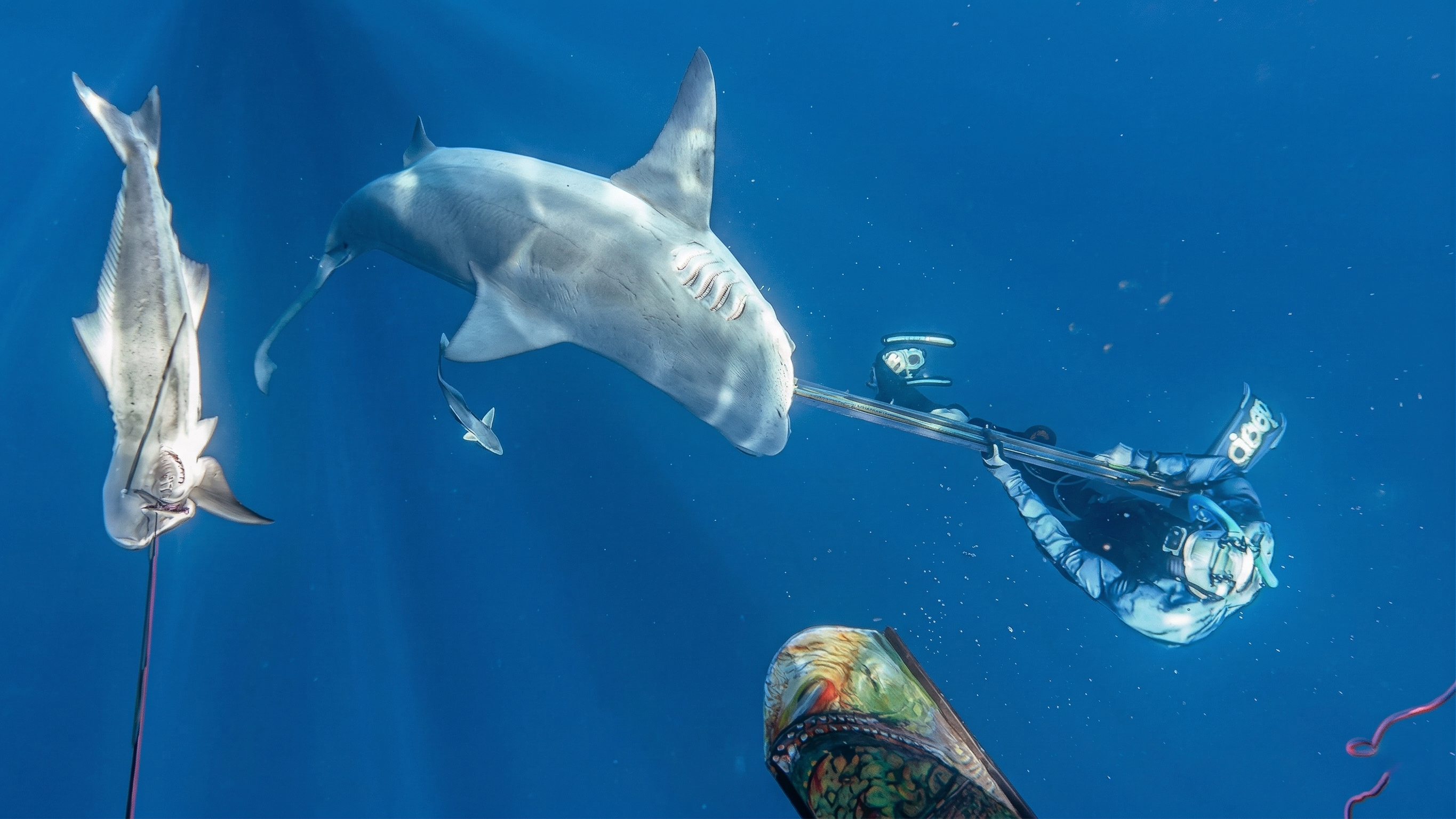 A shark bites a speargun during an underwater encounter