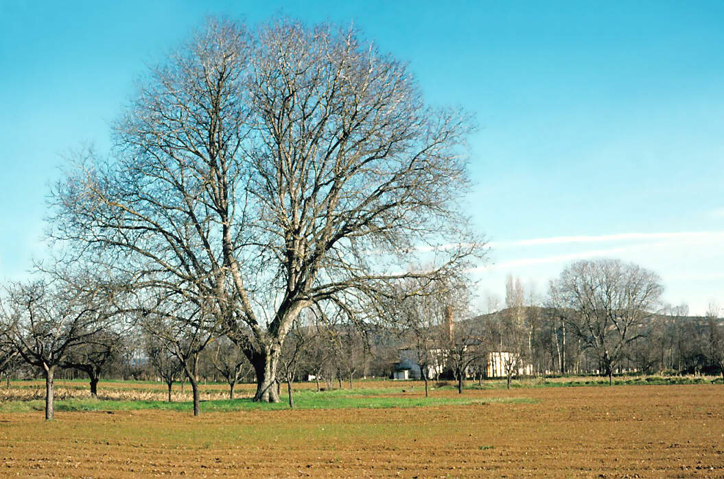 Walnut trees in Sagàs, Spain supported sage but reduced lemon balm ...