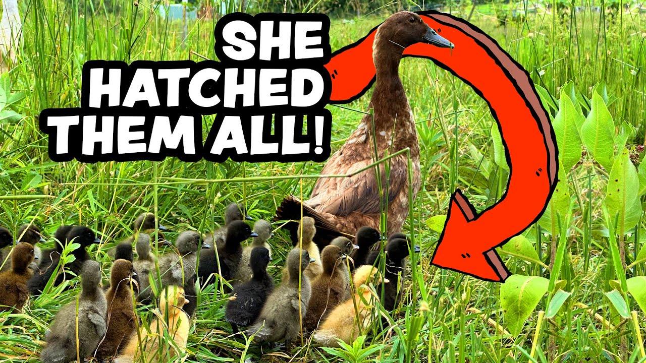 Unlock the secret to hatching ducklings naturally on pasture