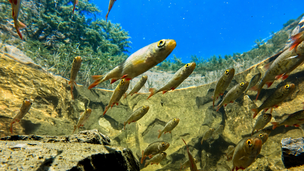Underwater wildlife camera captures a busy school of river fish