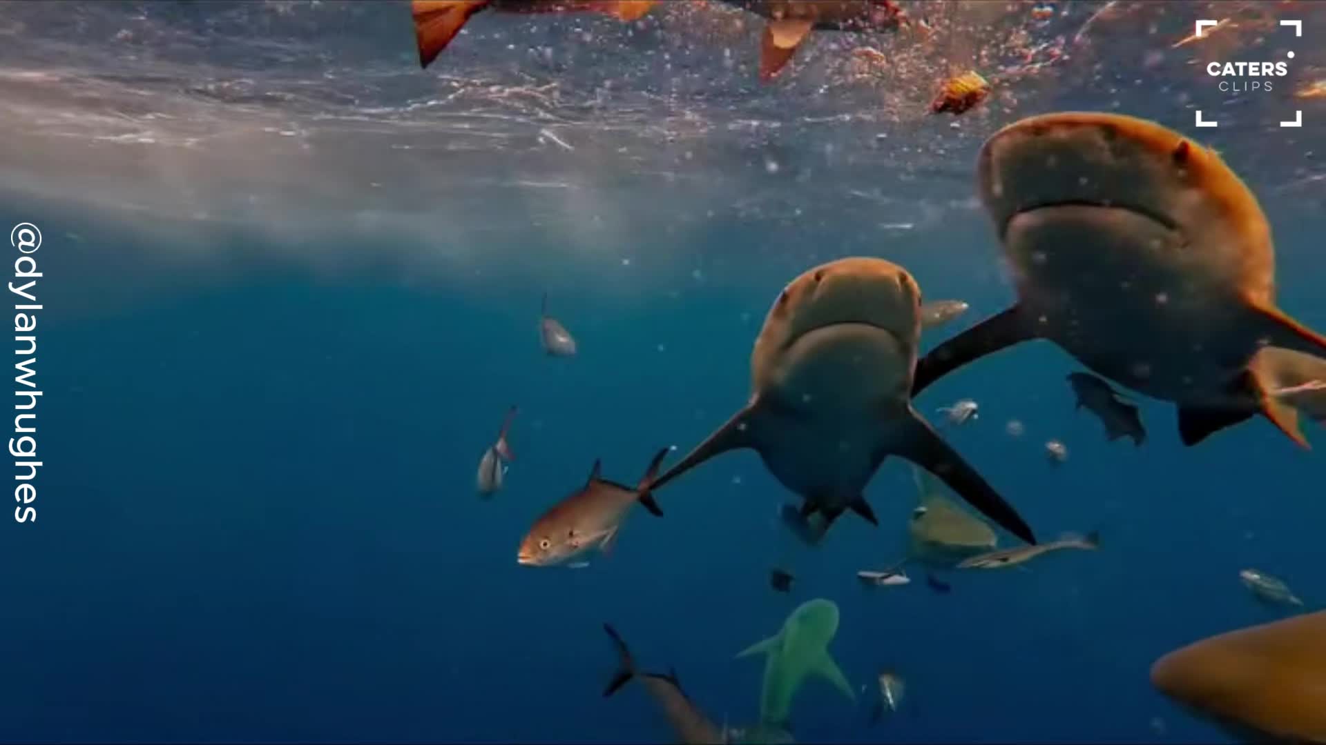 Marine student captures rare shark close-up