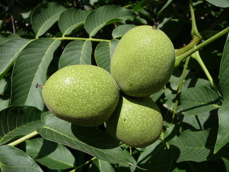 Walnut trees in Sagàs, Spain supported sage but reduced lemon balm ...