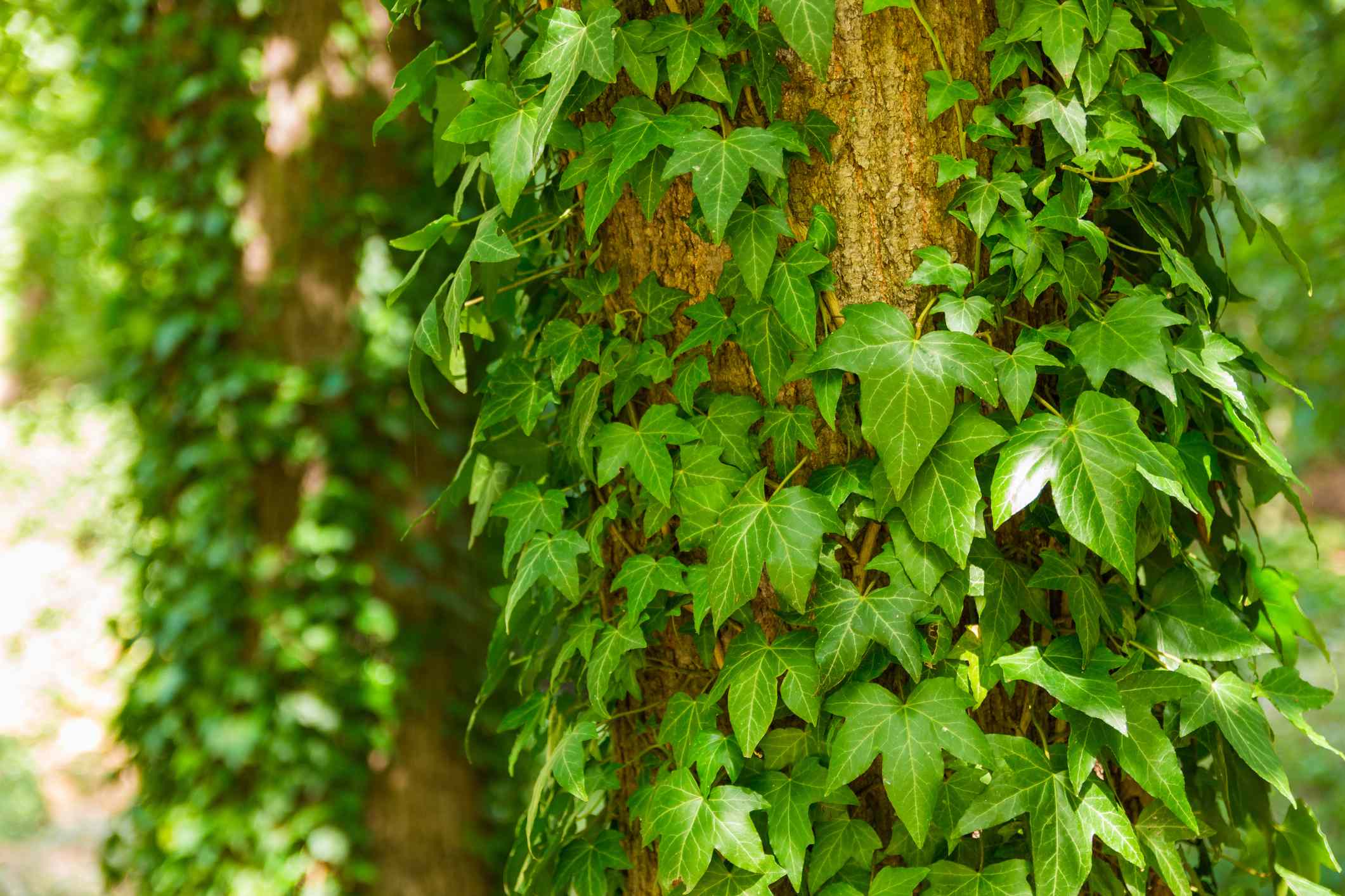 How to remove ivy without damaging trees or shrubs