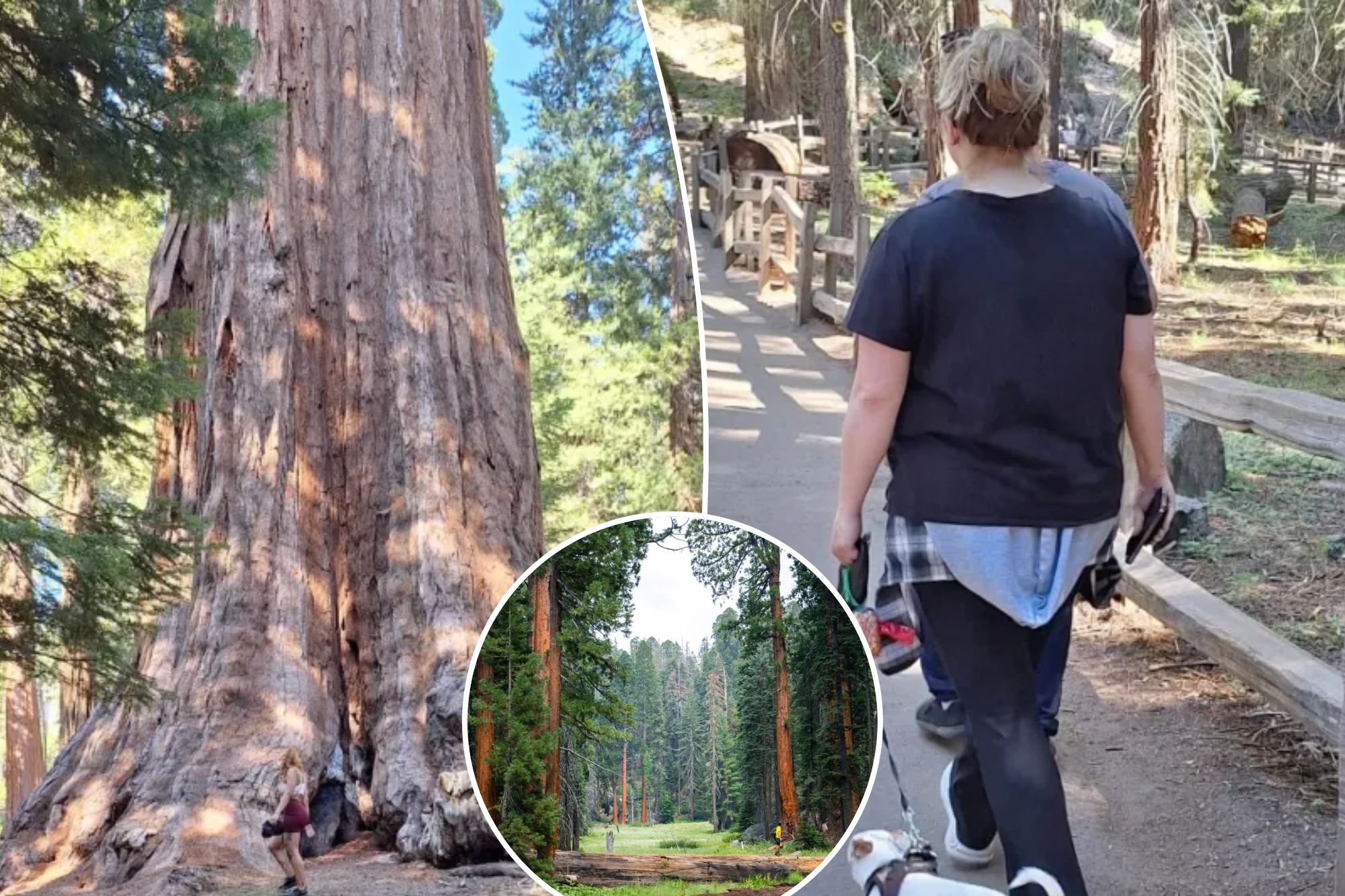Clueless Sequoia 'tourons' spark outrage after endangering legendary ...