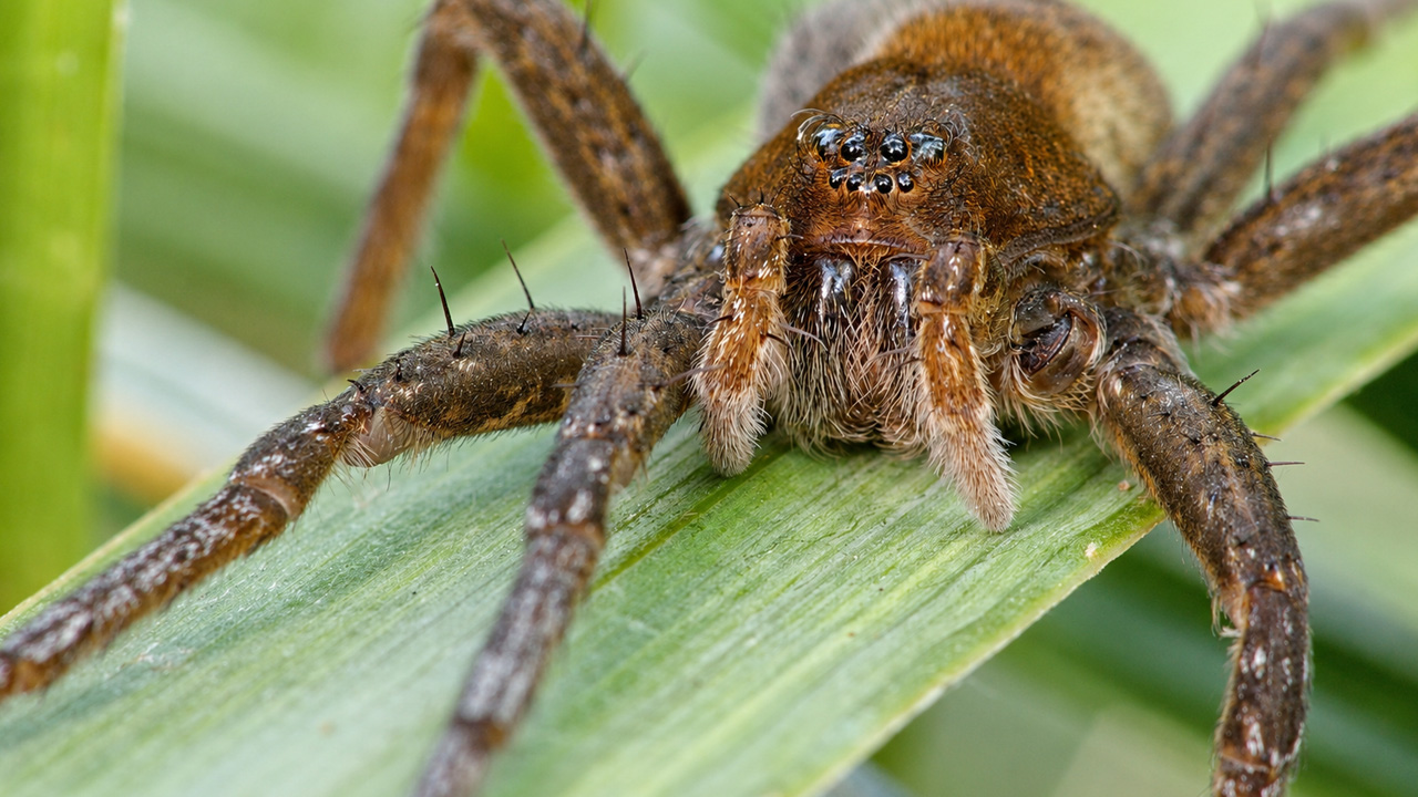 Large brown spider revealed up close by a wildlife camera