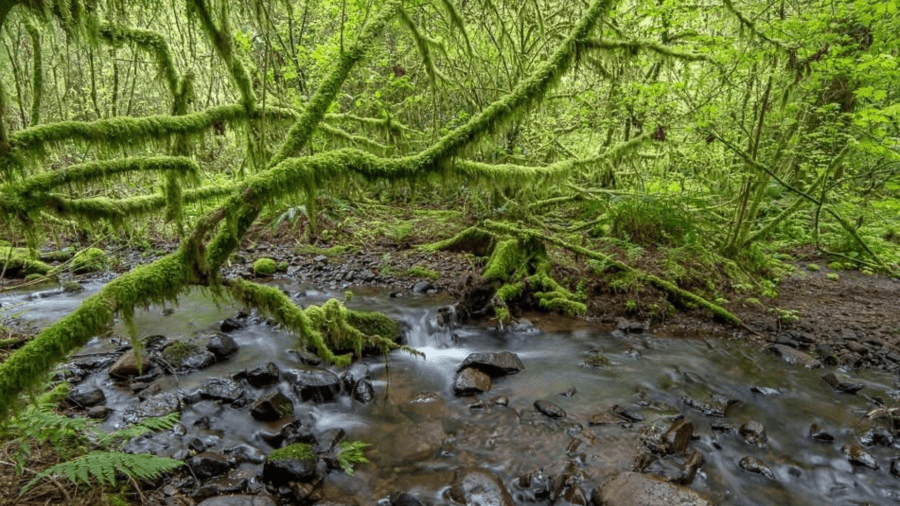 World Forestry Center faces lawsuit over Magness Memorial Tree Farm sale KOIN Morning Digest