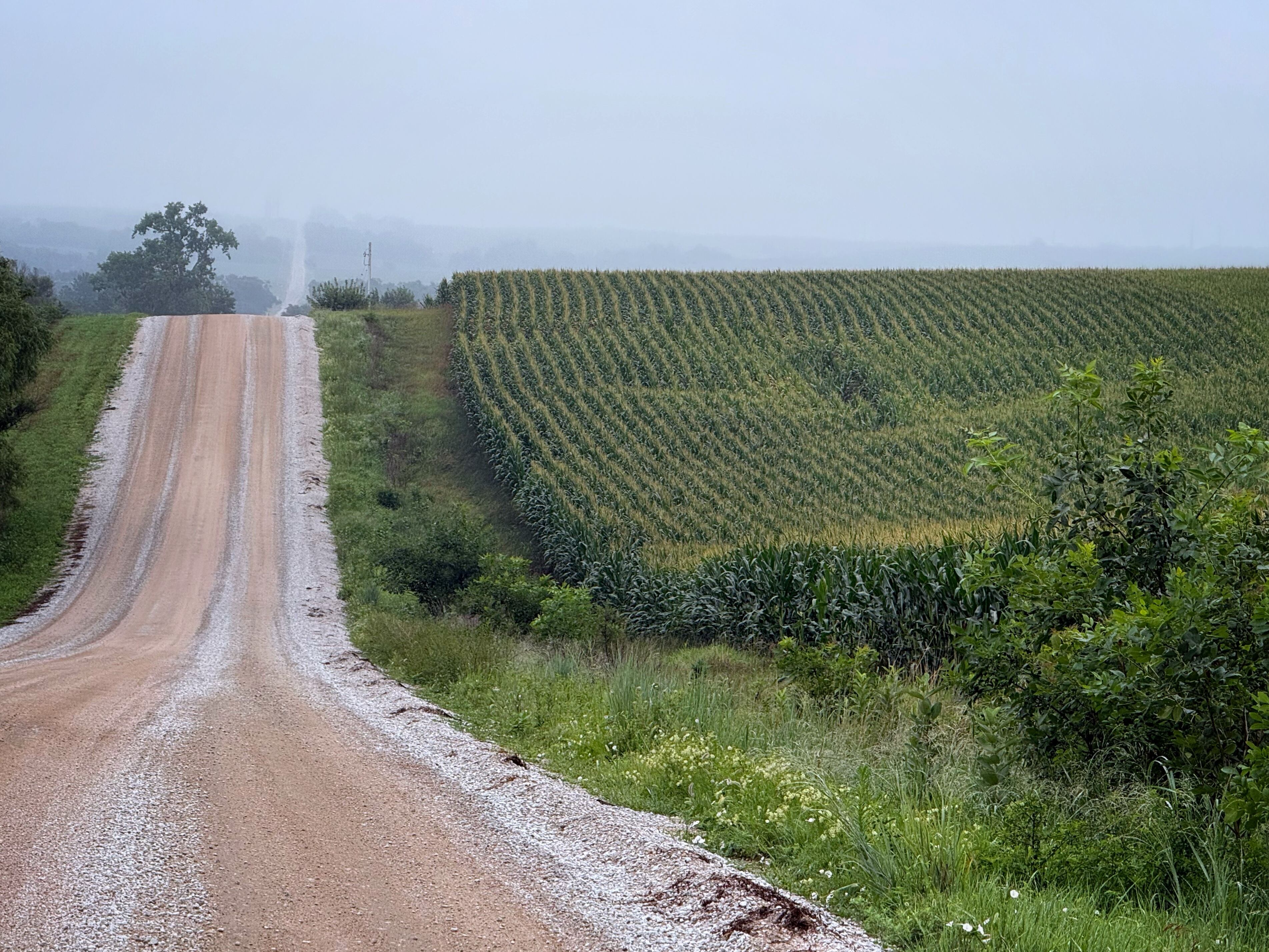 Not even break-even: Nebraska farmers may confront deep losses amid low crop prices