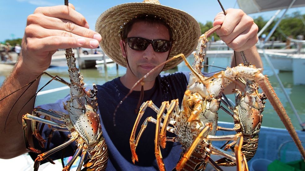 Florida's lobster mini season is back: Know the rules before chasing bugs