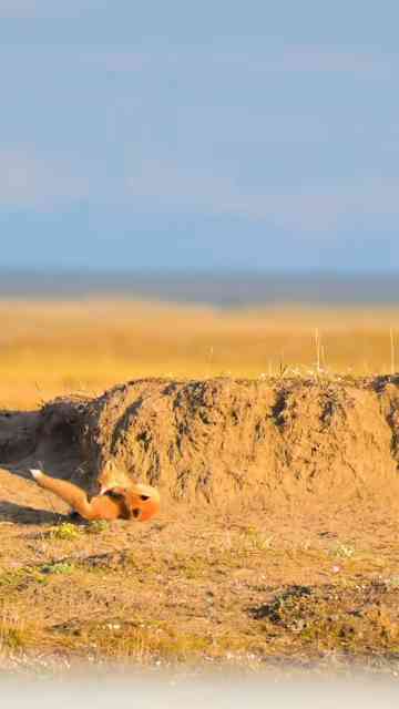 Red fox kits turn a stick into endless fun