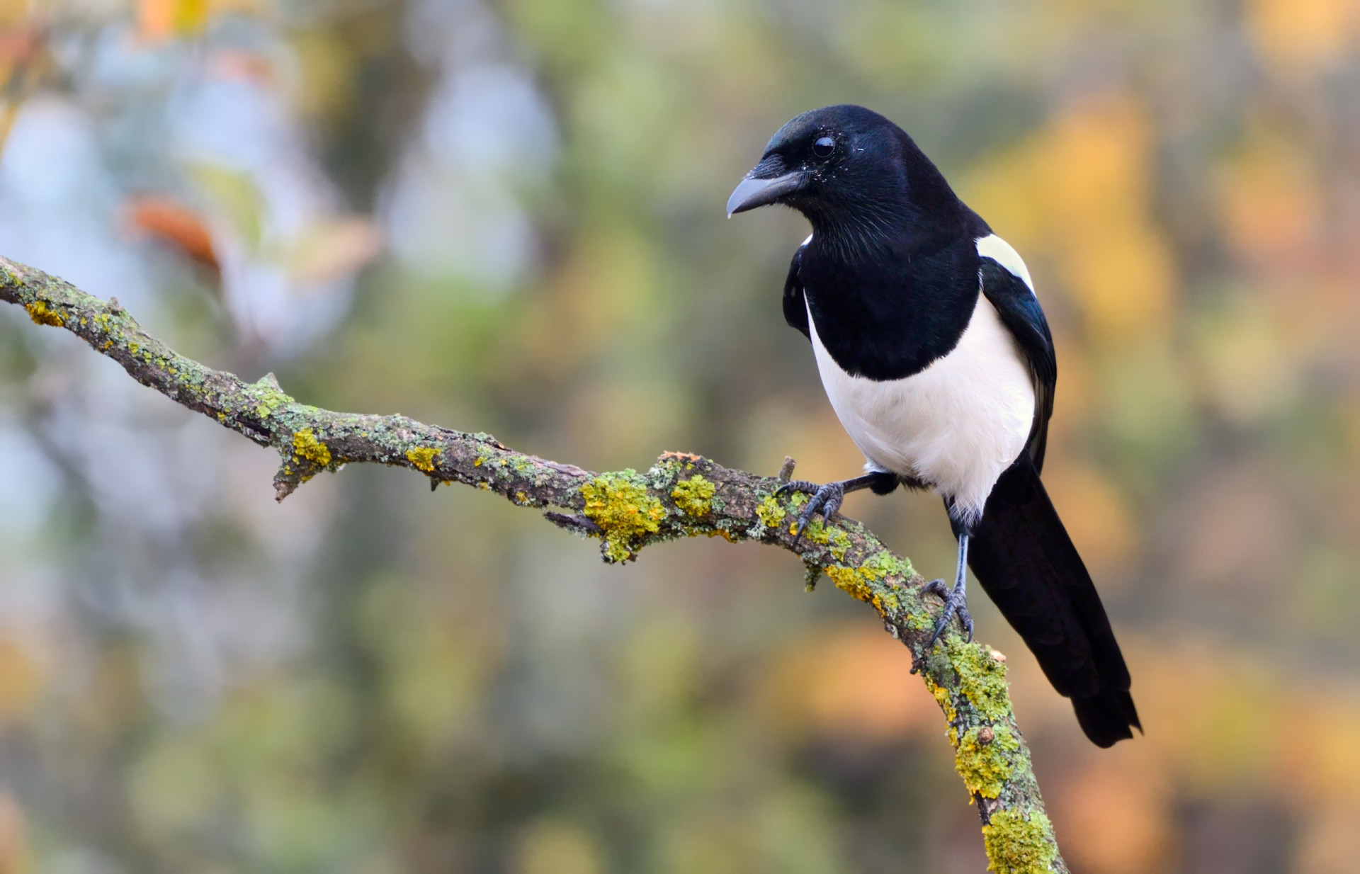 Birds that carry omens in different cultures