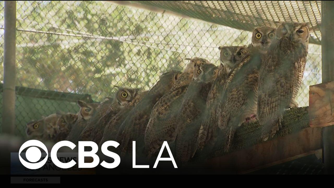 A look at San Dimas Raptor Rescue and its work rehabilitating birds