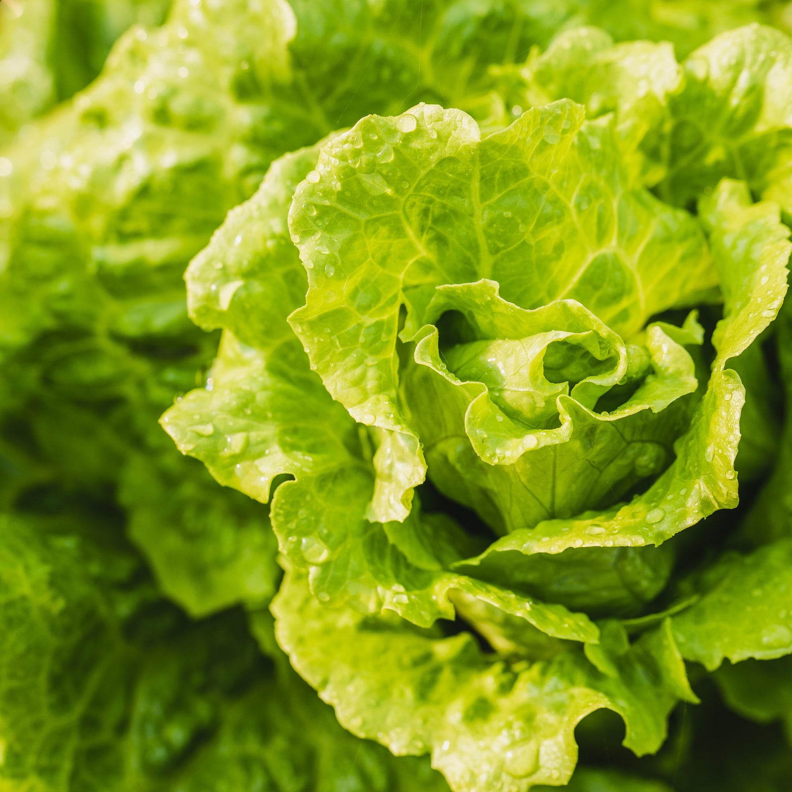 Cyclospora outbreak linked to iceberg lettuce expands to 4 more states