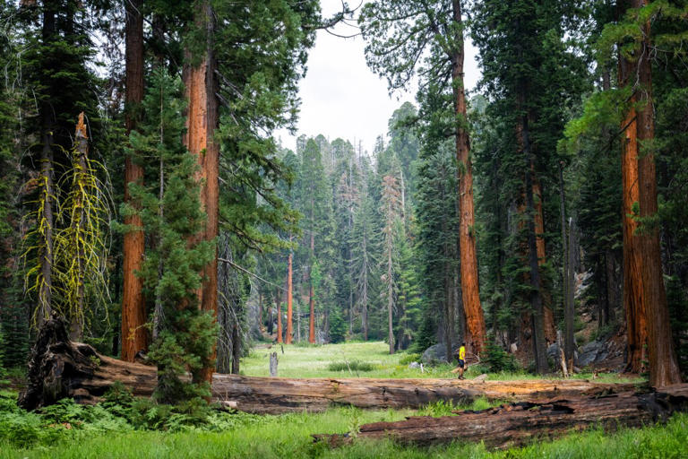 Clueless Sequoia 'tourons' spark outrage after endangering legendary ...