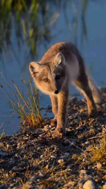 Rare arctic fox encounter captured in the wild