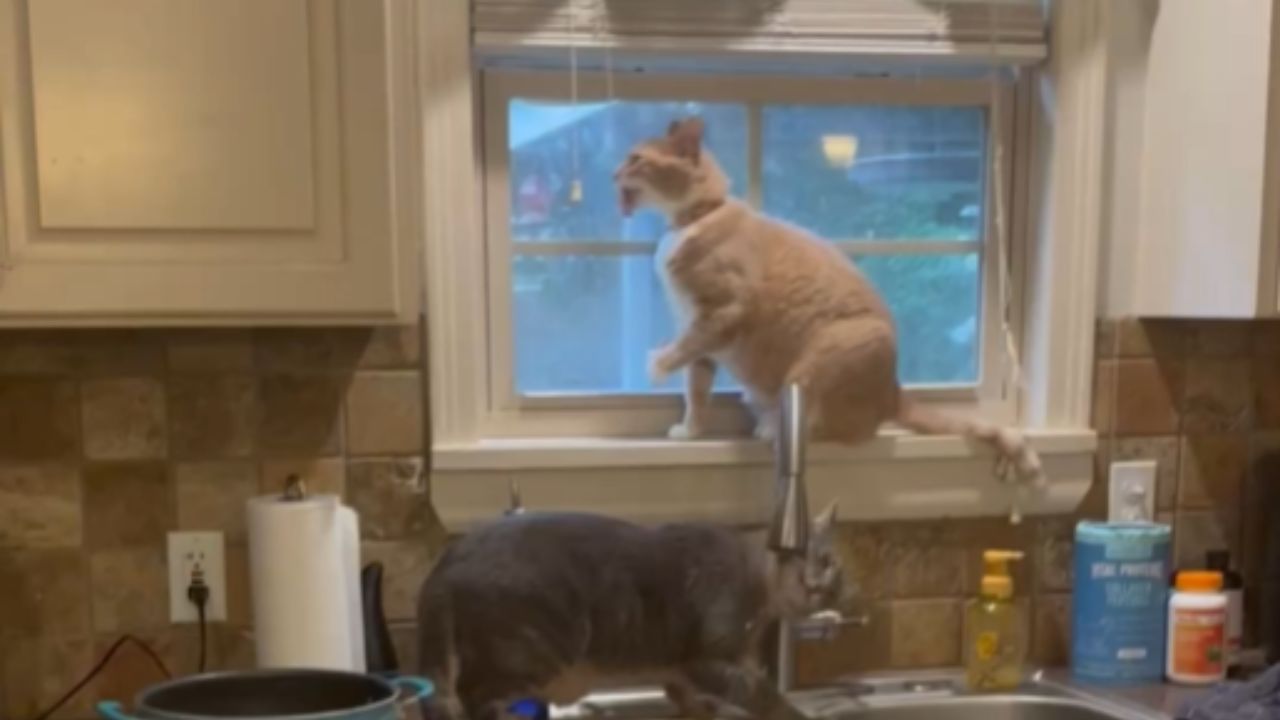 Two cats show unusual behavior indoors