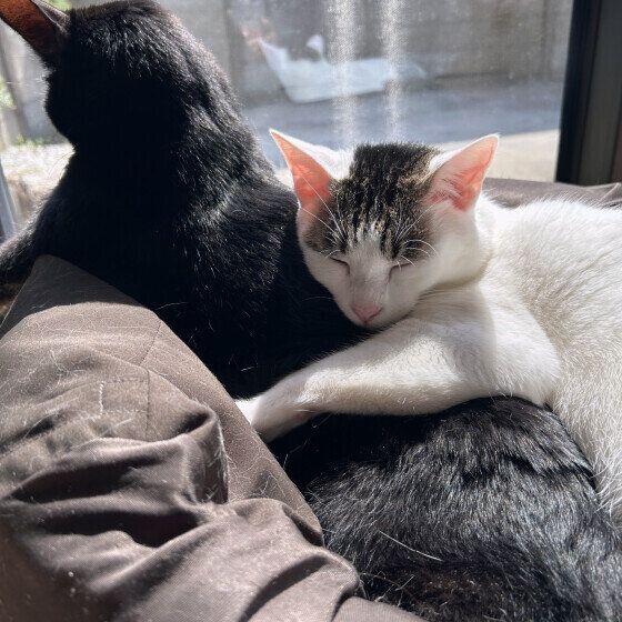 かまってほしくて鳴くことも 猫のさまざまな「甘えサイン」を解説