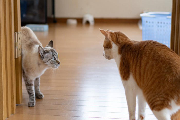 猫の間にも『いじめ』は起こるの？ 見逃せない5つのサインや適切な対処法