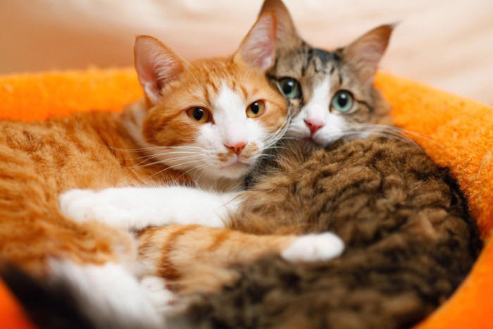 猫の間にも『いじめ』は起こるの？ 見逃せない5つのサインや適切な対処法