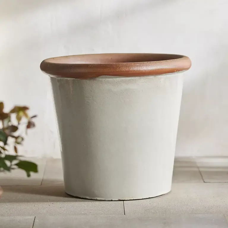 This beautiful flower will keep mosquitoes away from your yard – it’s ...