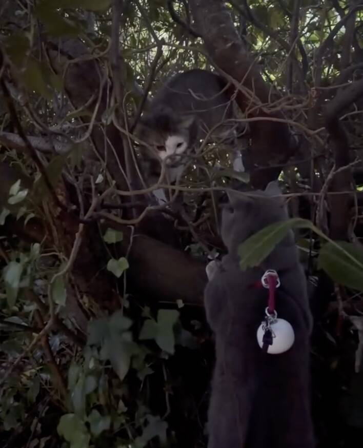 Cat on a walk with family starts frantically meowing — and cracks a 2-month mystery