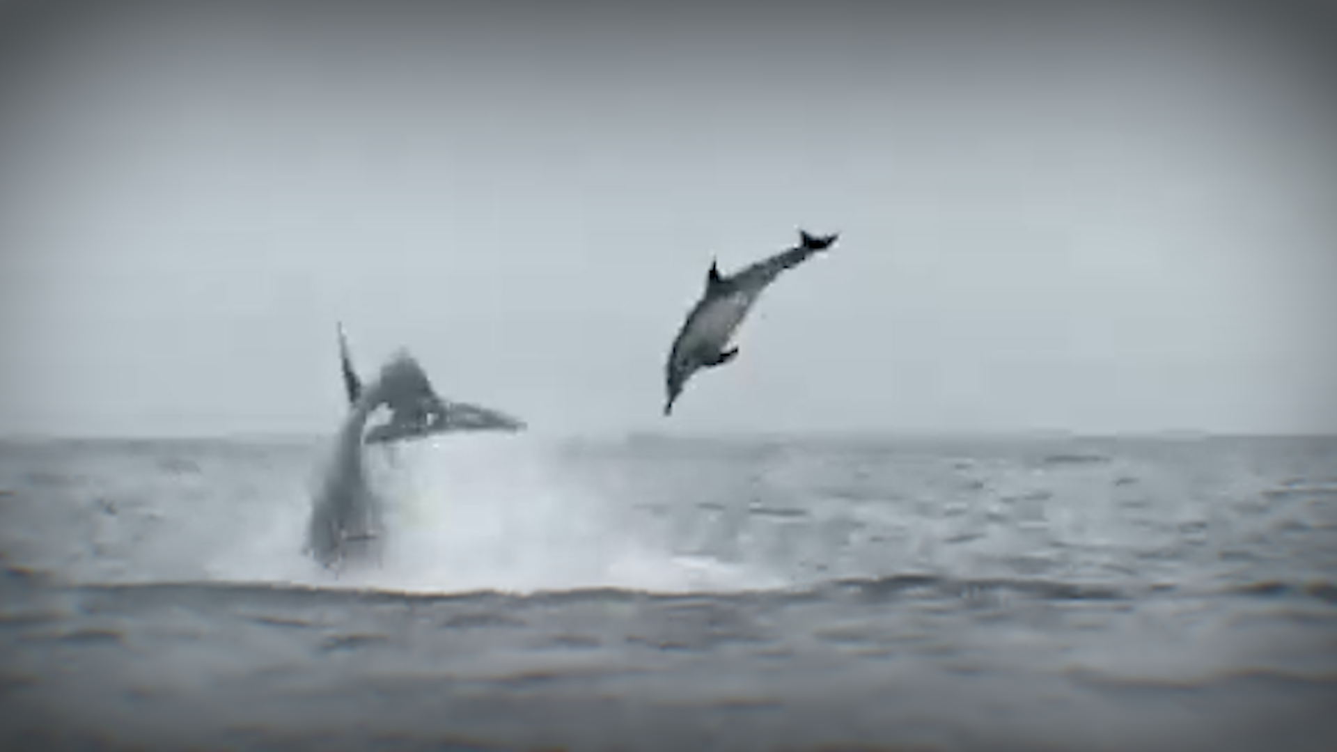 Orcas flip dolphins in California's Monterey Bay
