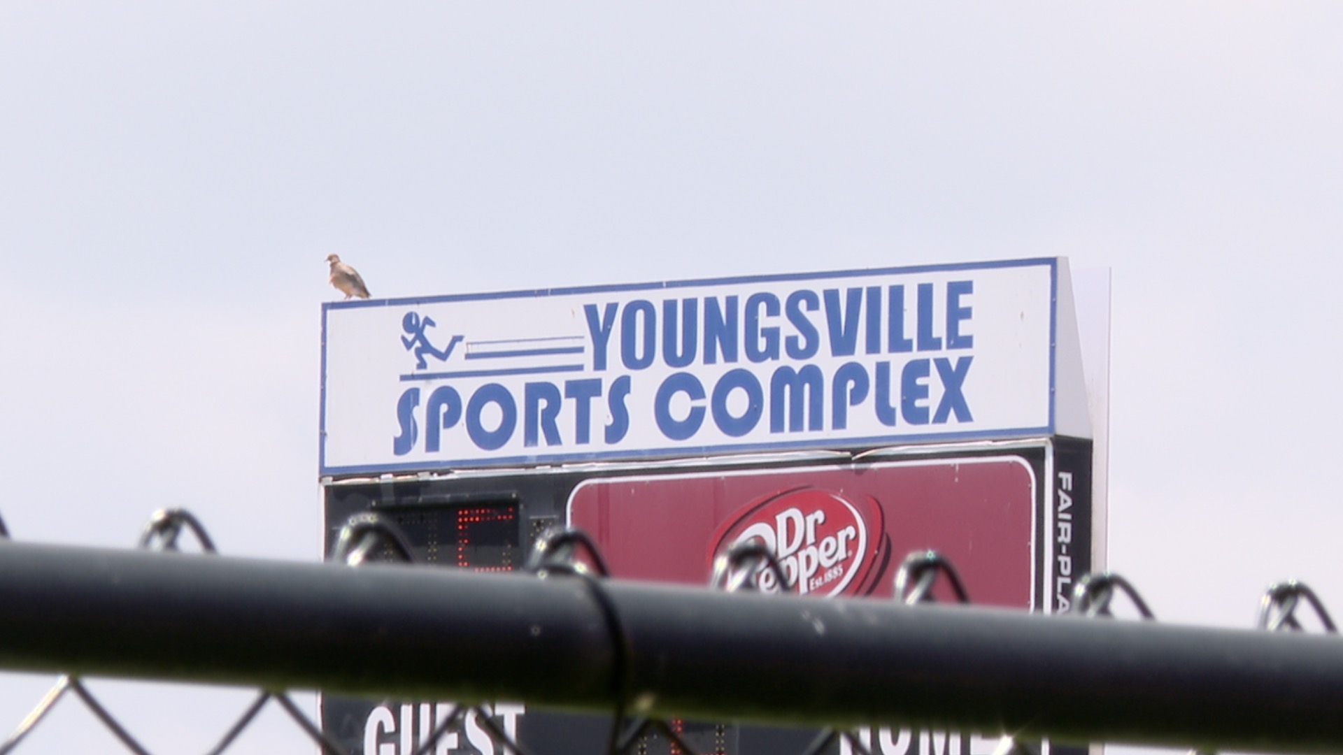 Mustang World Series brings global competition, economic boost to ...