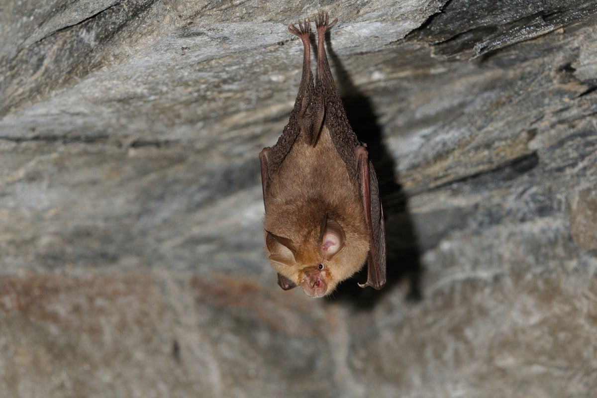 Australians told to stop touching bats amid concern about rare virus