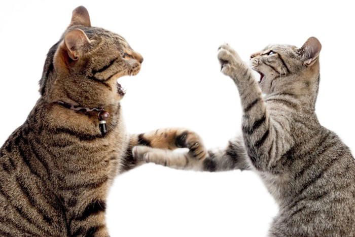 猫の間にも『いじめ』は起こるの？ 見逃せない5つのサインや適切な対処法