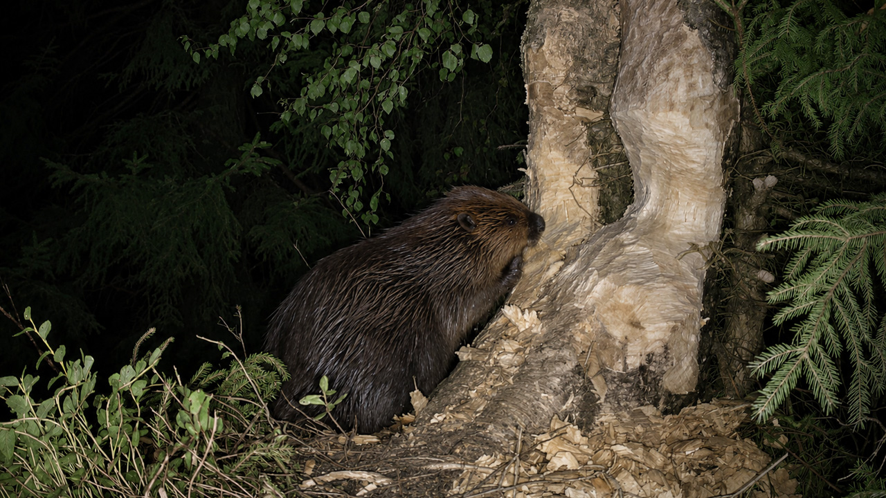 Une caméra cachée capture un castor en train de couper un arbre la nuit