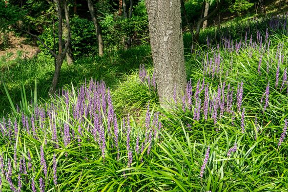 Create a layered, woodland feel in your garden with some under-tree ...